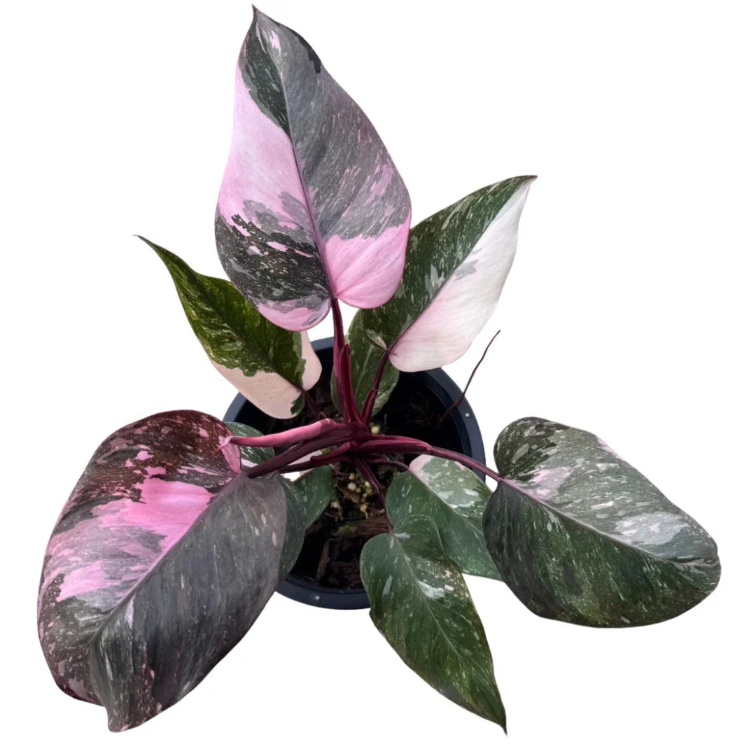 Philodendron pink princess galaxy
