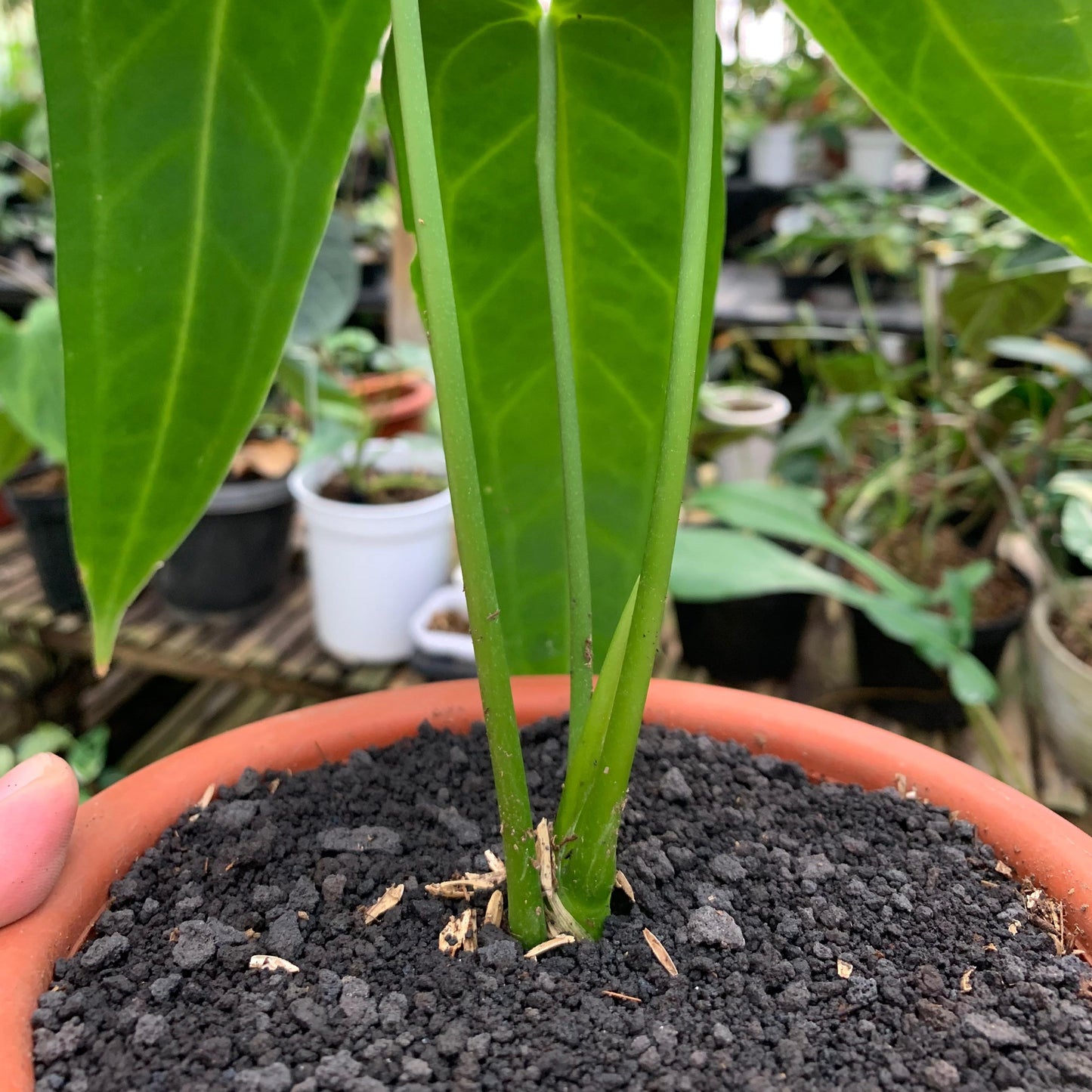Anthurium Warocqueanum Medium size — photo 4