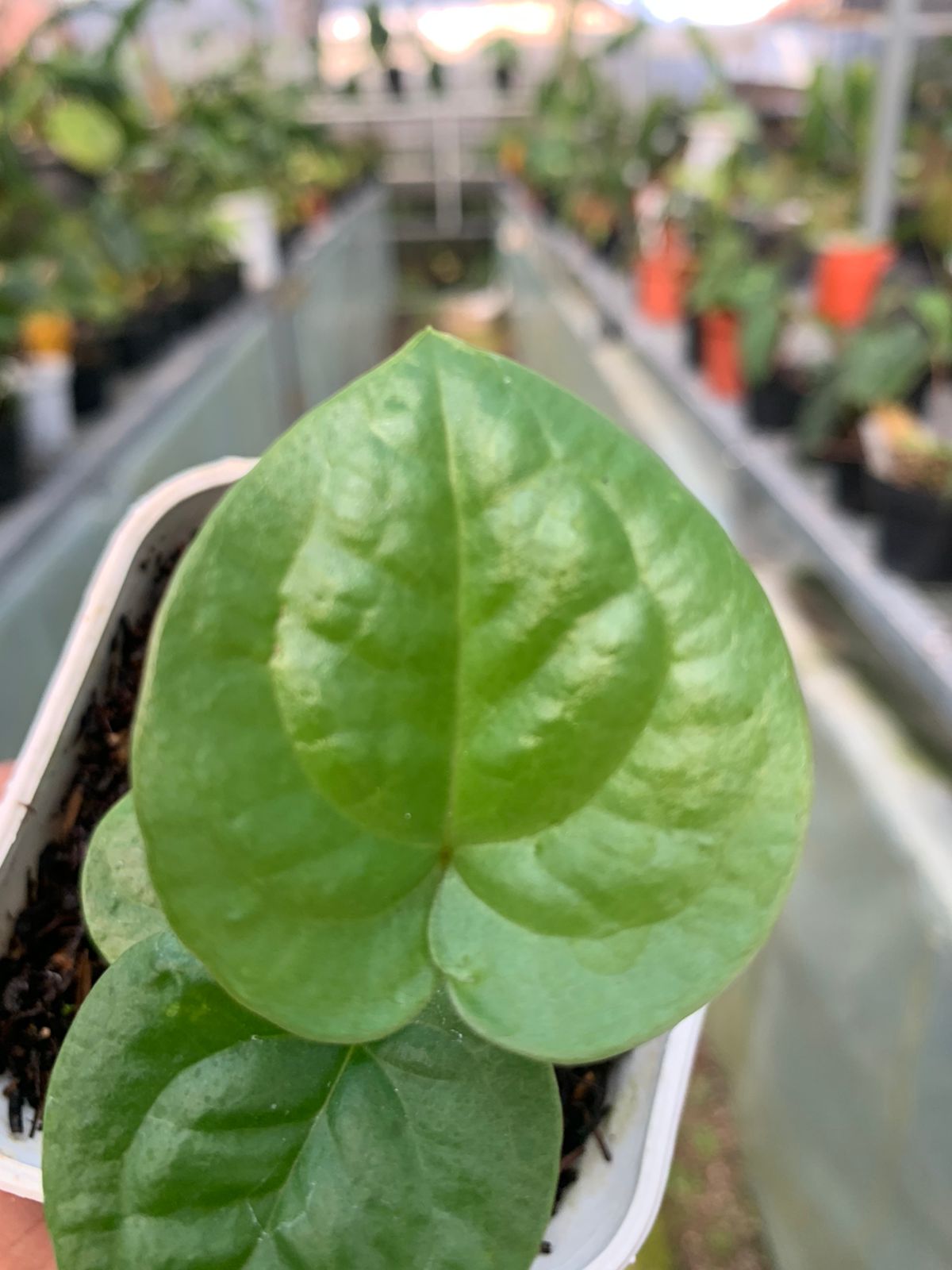 Anthurium Pterodactyl Variegated x Luxurian — photo 4