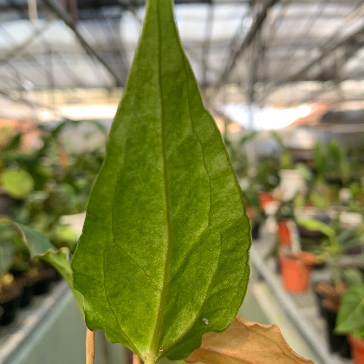Anthurium Luxurian Indo x Papillilaminum