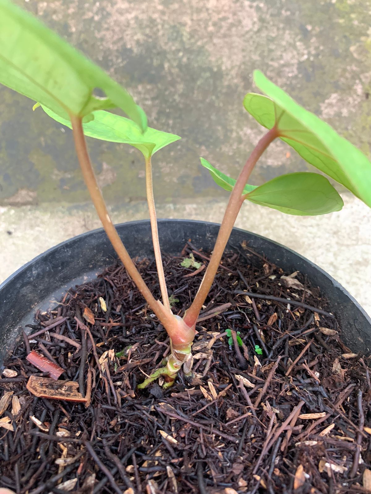 Anthurium Papillilaminum Golden