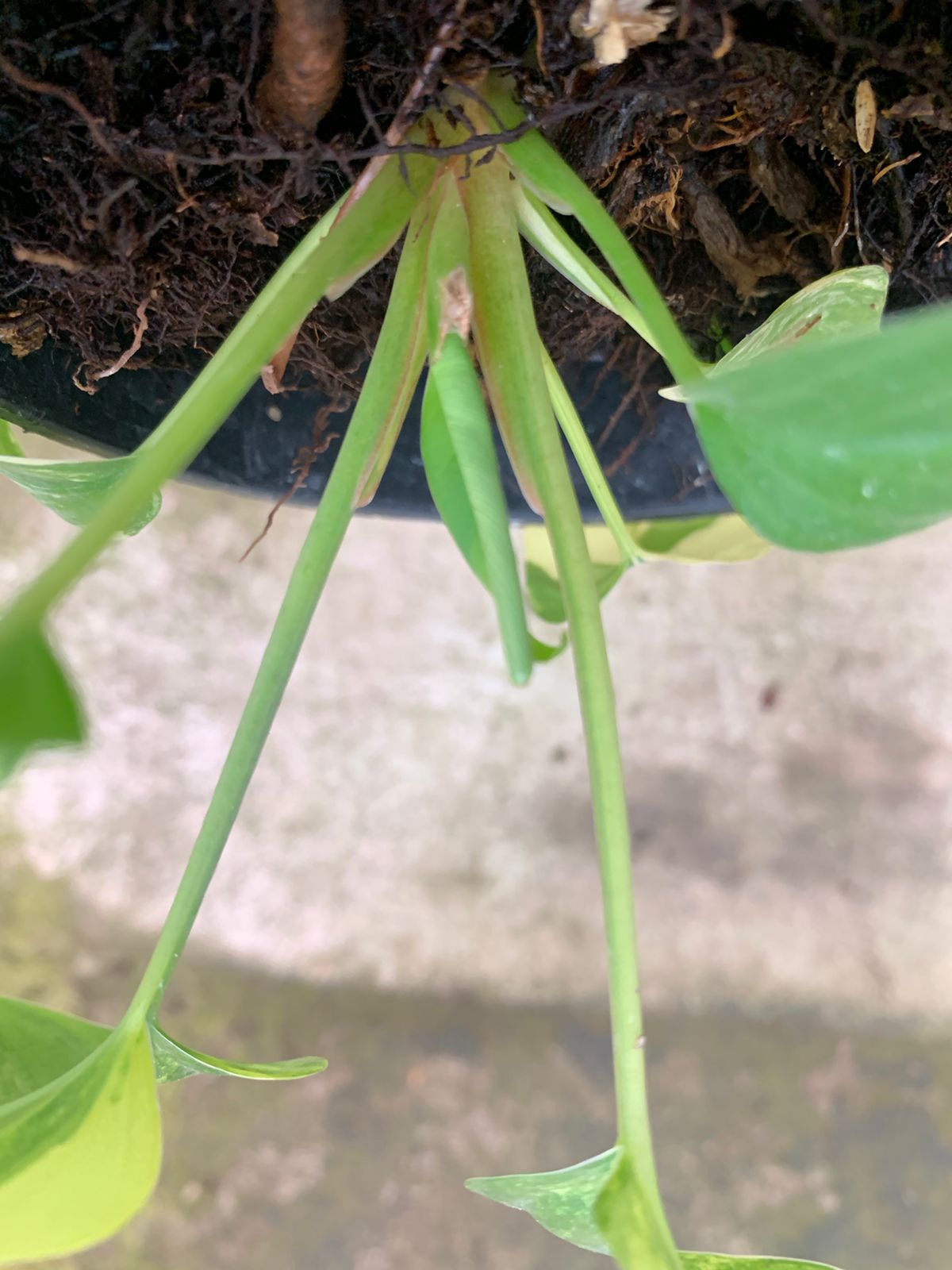 Homalomena Rubescen Variegated