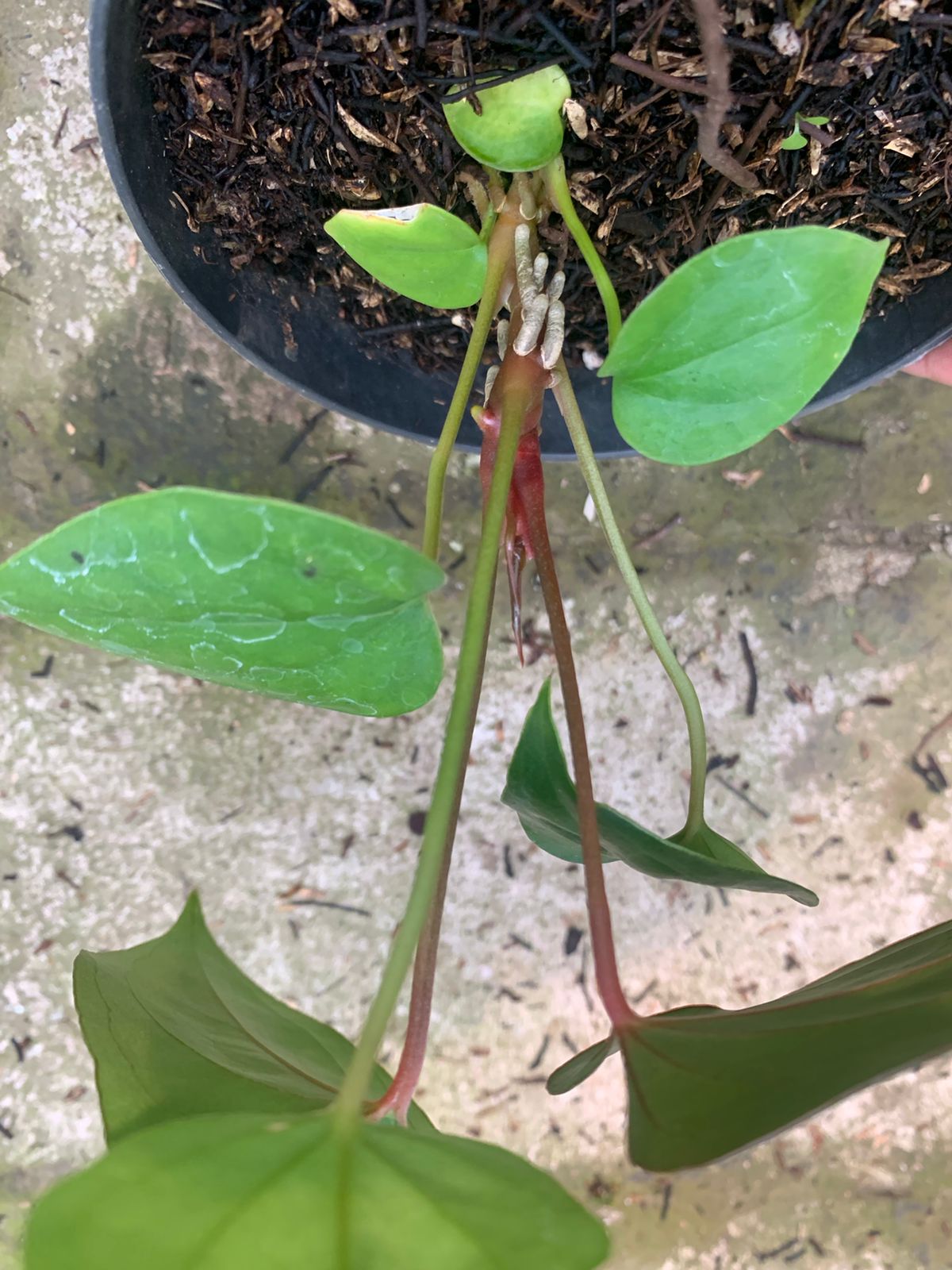 Anthurium Nigrolaminum Gigi x Papillilaminum