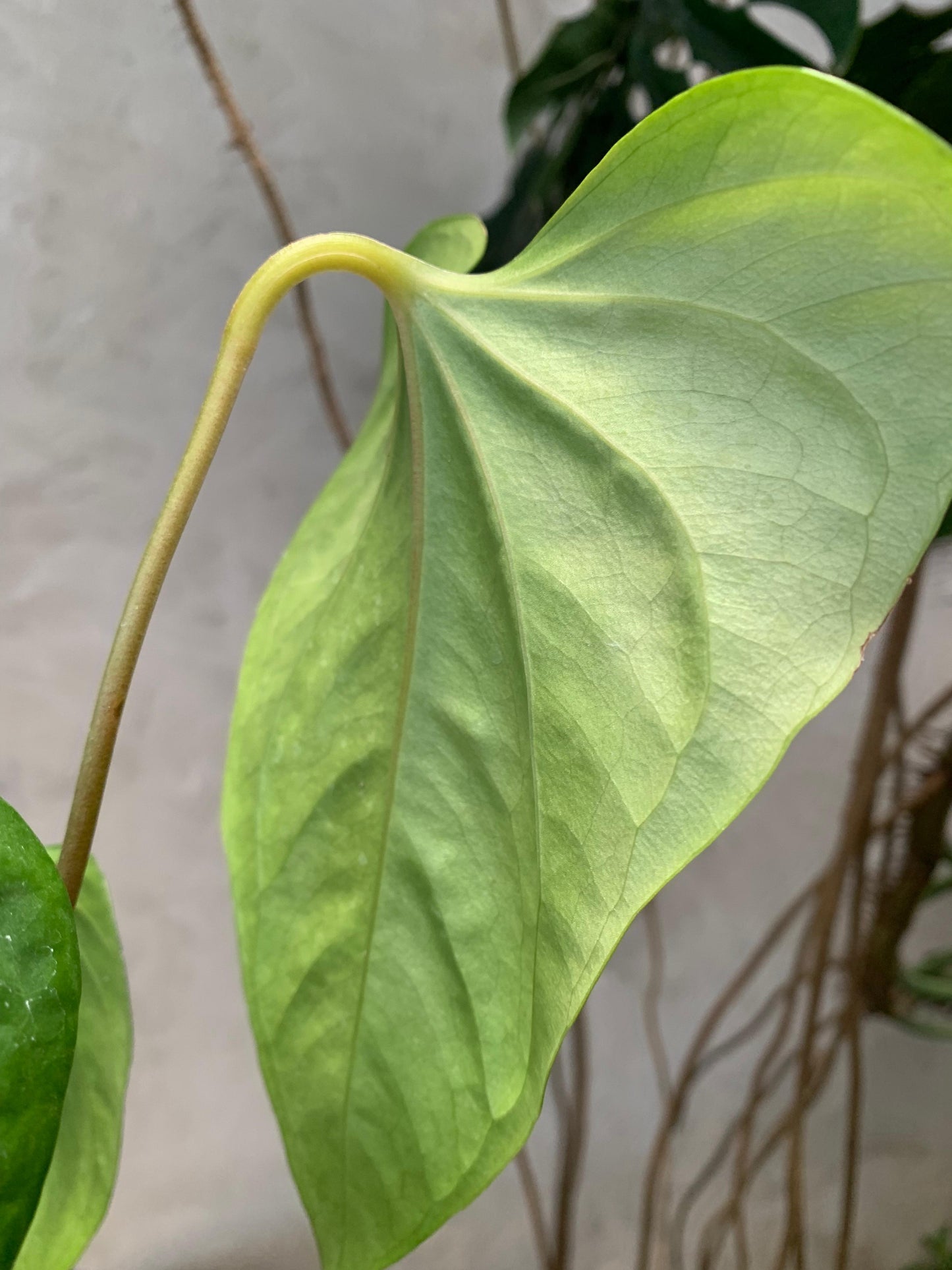 Anthurium Pedatoradiatum x Anthurium Nigrolaminum "gigi"/Sp Naro — photo 5