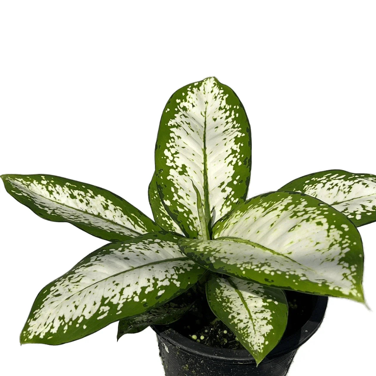 Dieffenbachia delilah