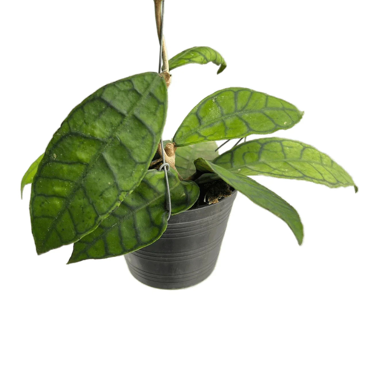Hoya callistophylla