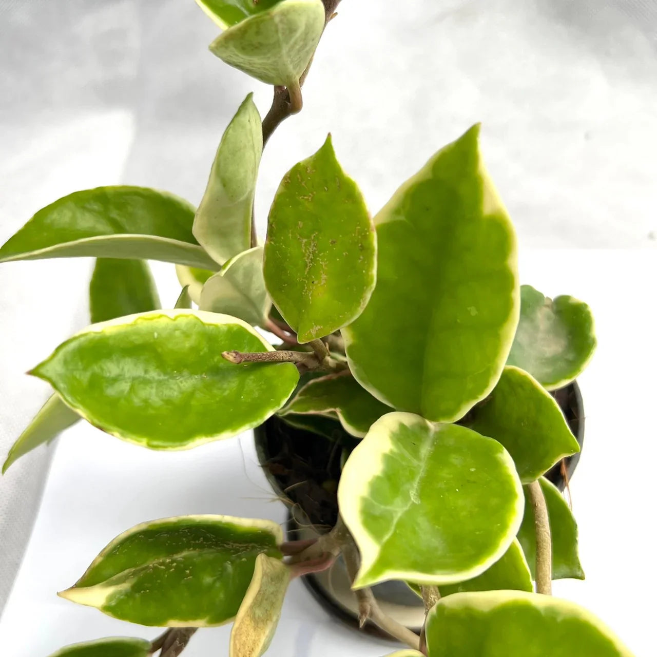 Hoya carnosa outer albo