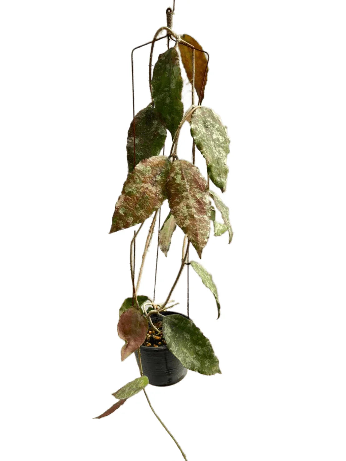 Hoya caudata silver gold