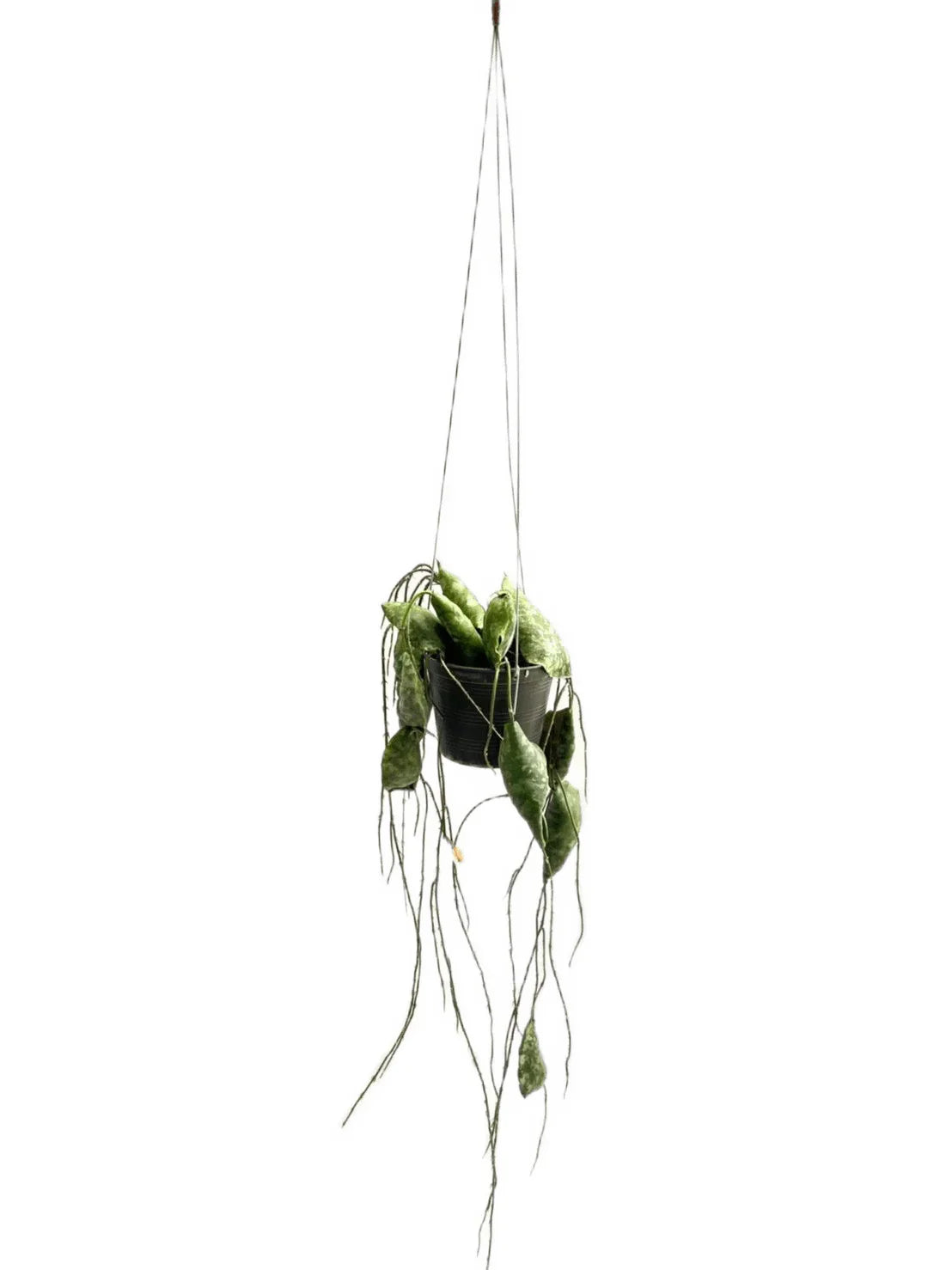 Hoya imbricata