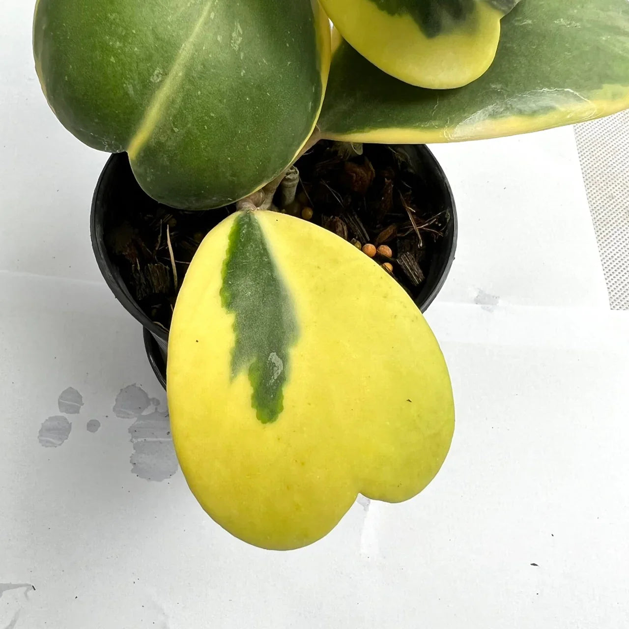 Hoya kerrii albo