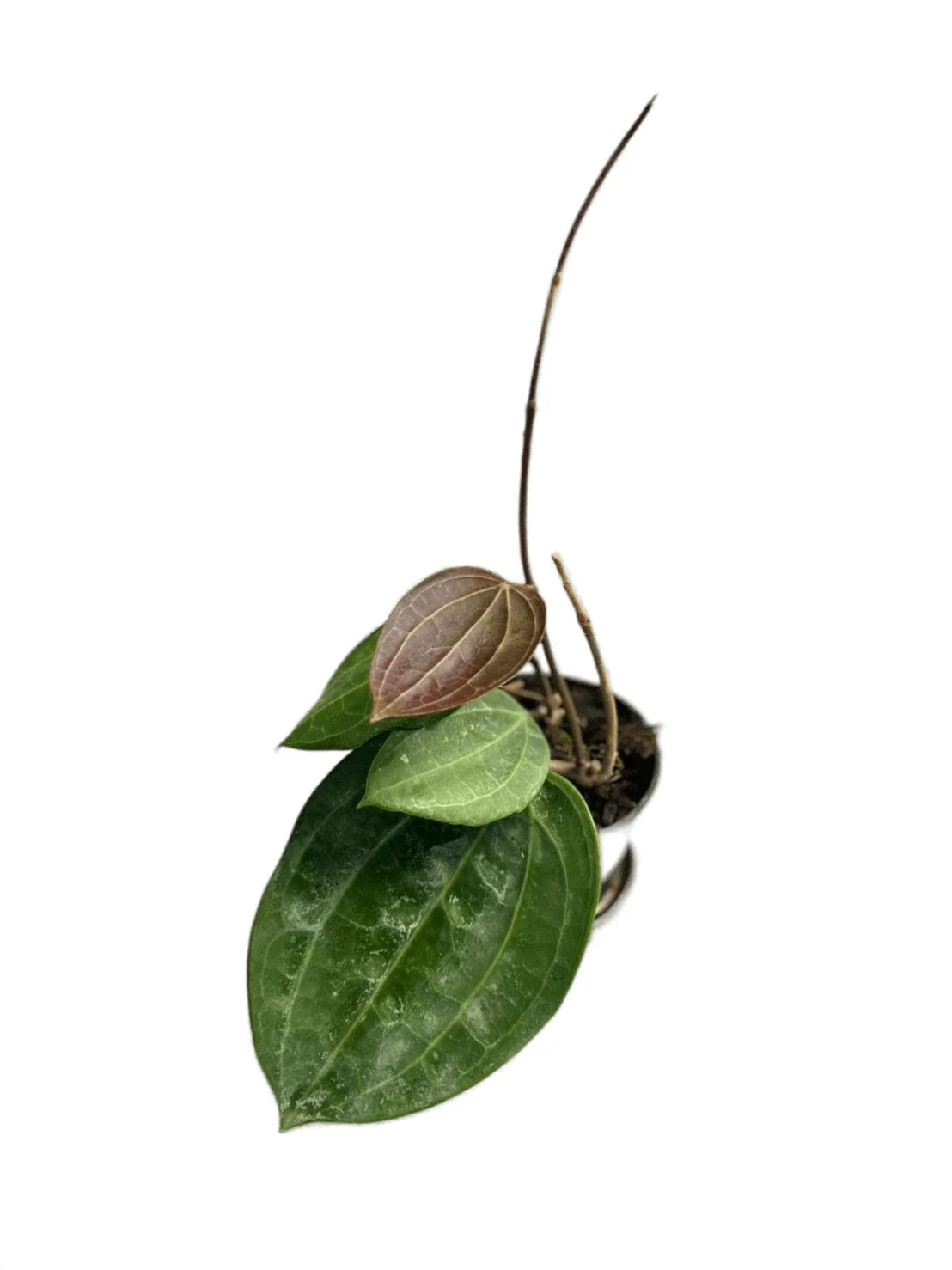 Hoya latifolia
