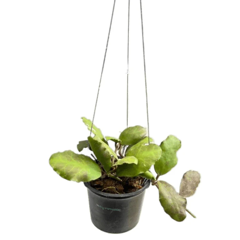 Hoya waymania