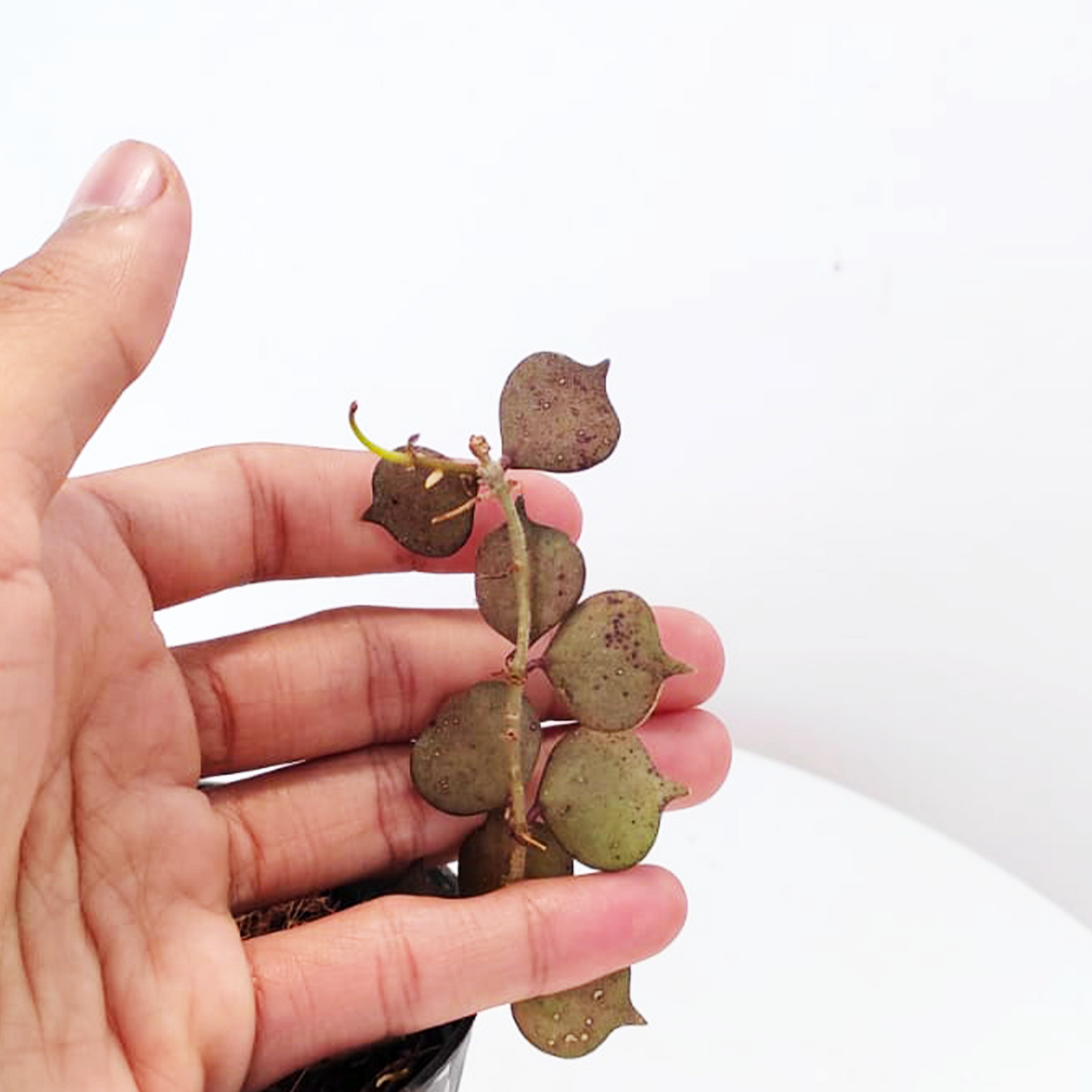 Hoya Curtisii