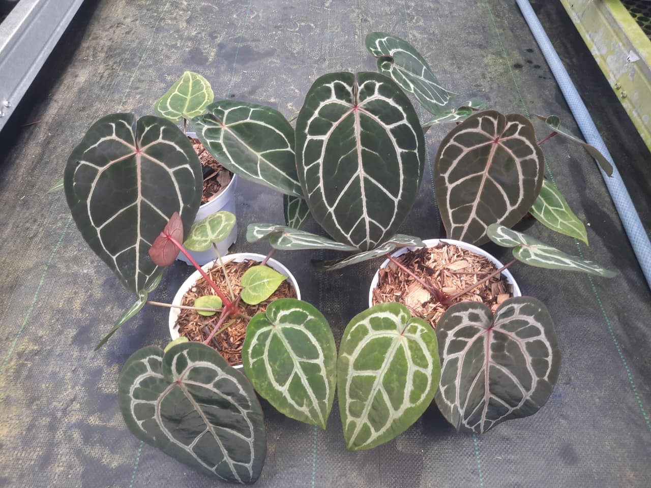 Anthurium Zara Michelle — rare Indonesian plant