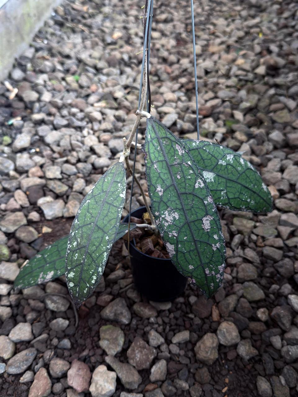 Hoya Clemensiorum Splash — photo 2