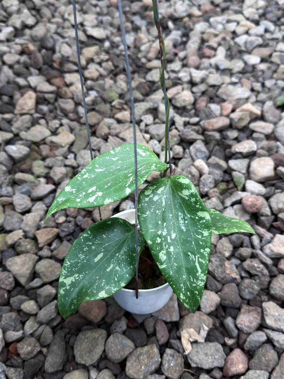 Hoya Glabra SF004 — rare Indonesian plant