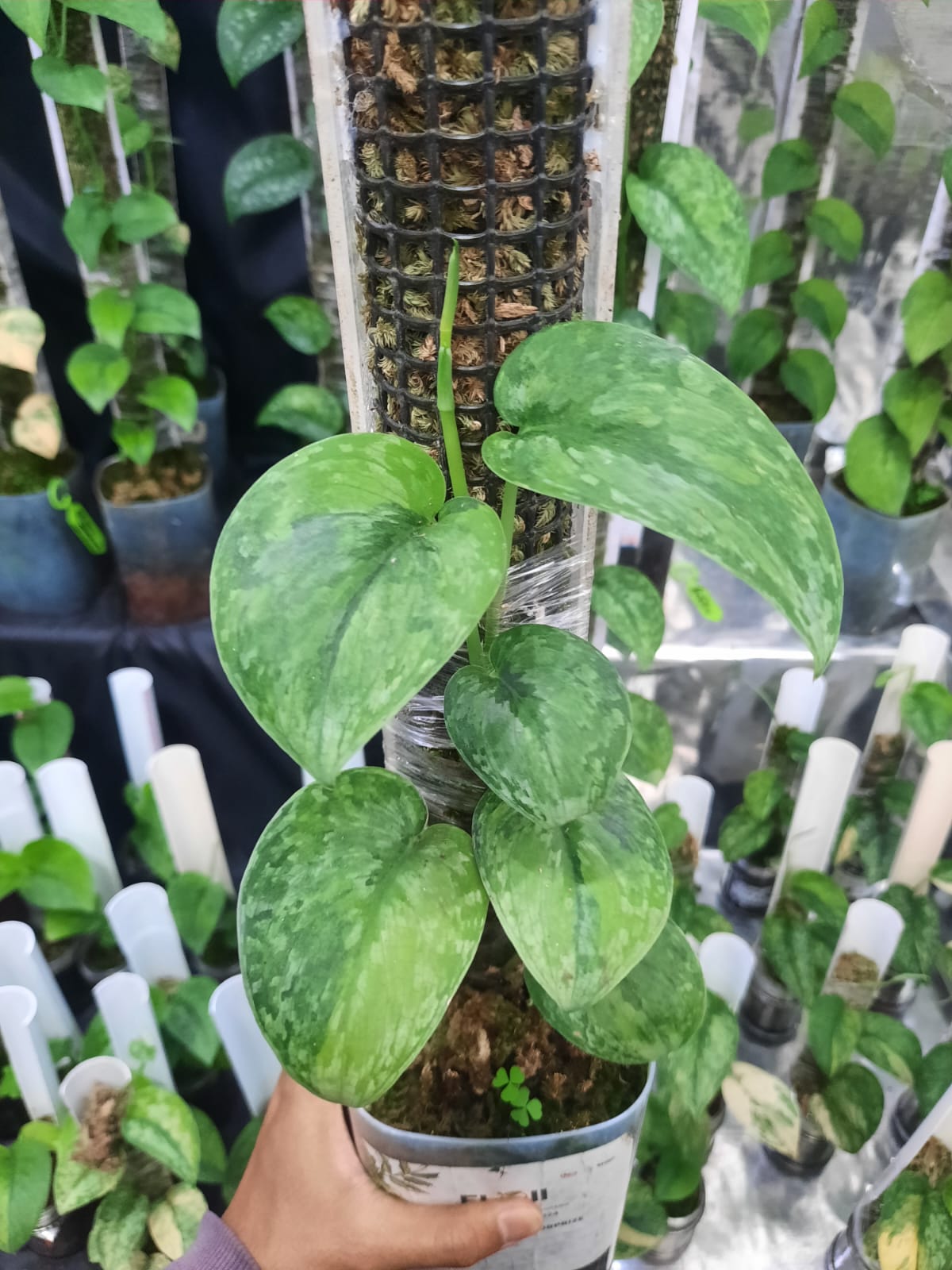 Scindapsus Niskala — rare Indonesian plant