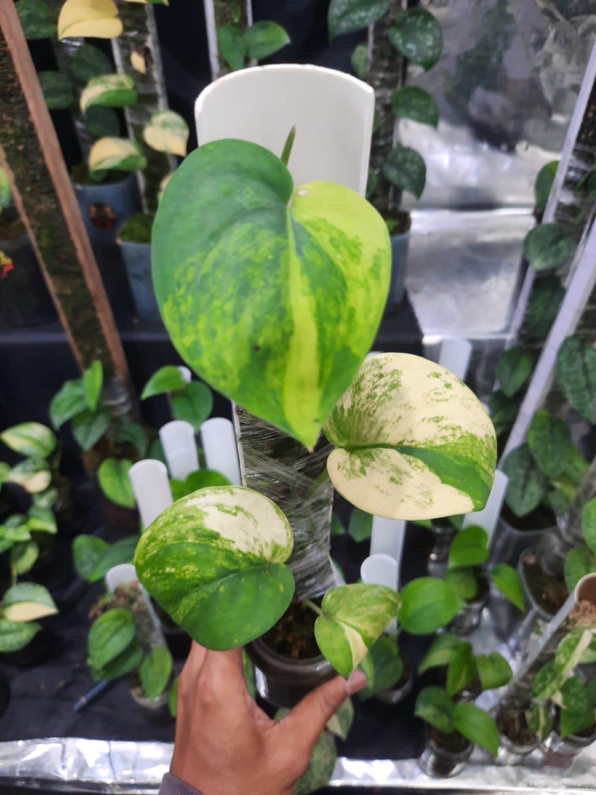 Scindapsus Salakanagara — rare Indonesian plant