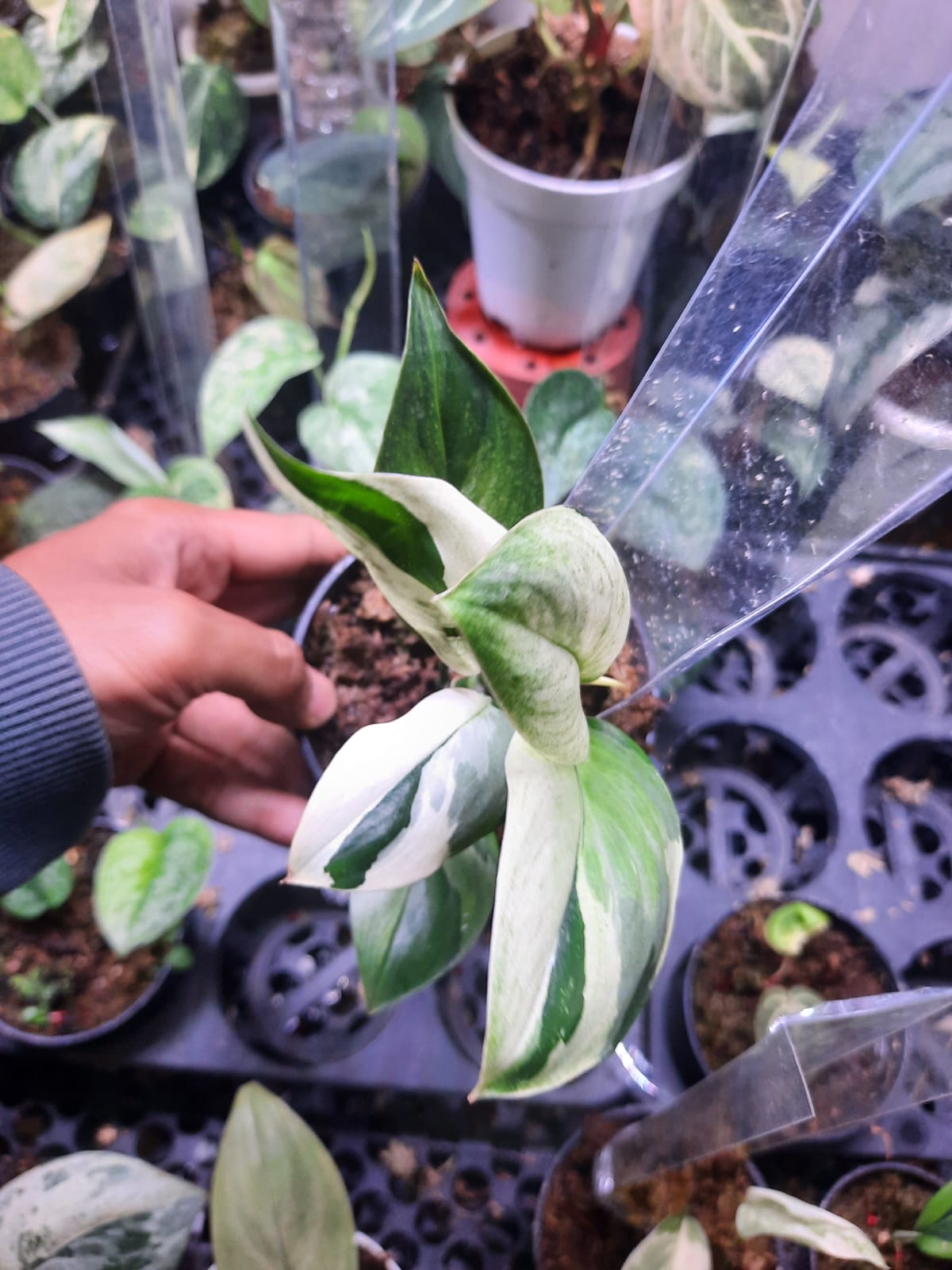 Scindapsus Treubii Narrow Albo — rare Indonesian plant
