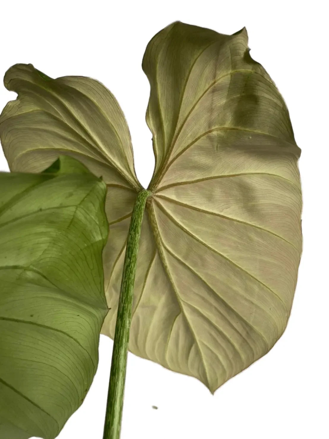 Philodendron gloriosum white vein pink back