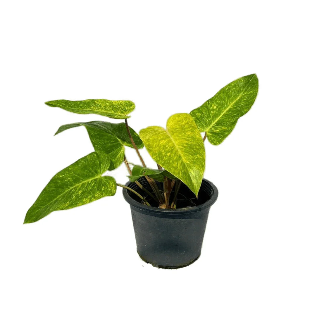 Philodendron painted lady