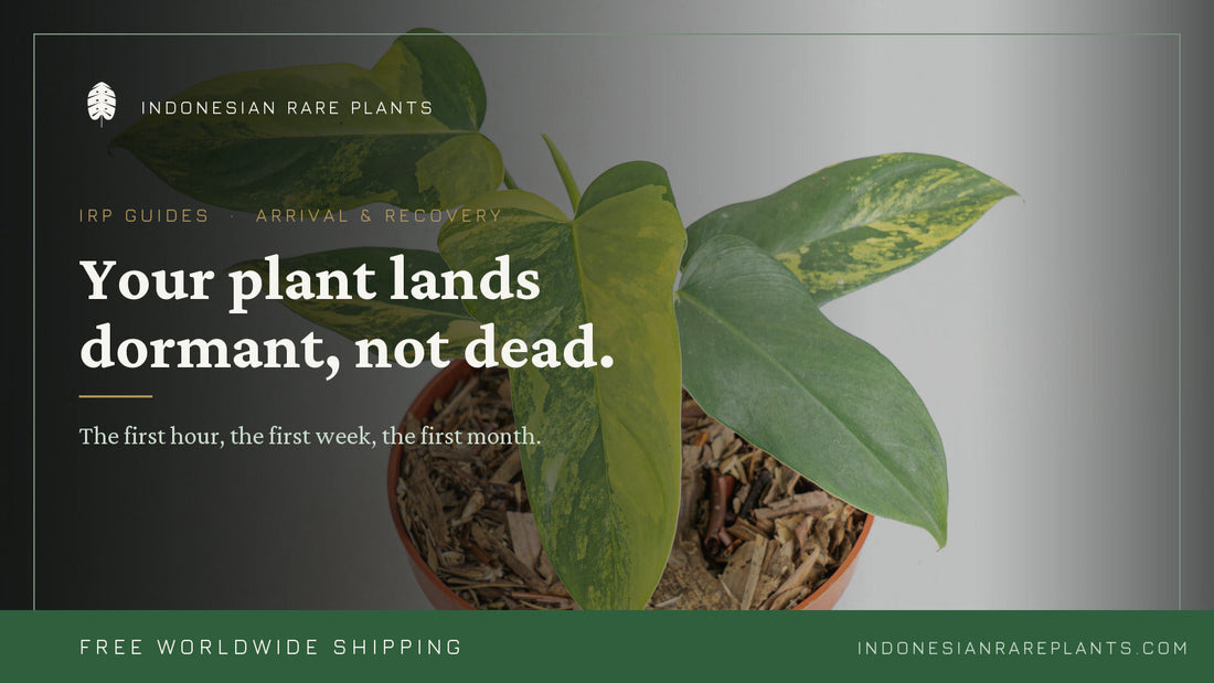Your Bare-Root Plant Just Arrived. Here's Exactly What To Do.