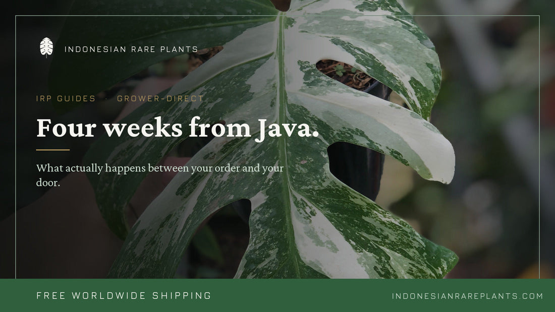 Four Weeks From Java: What Actually Happens Between Your Order and Your Door