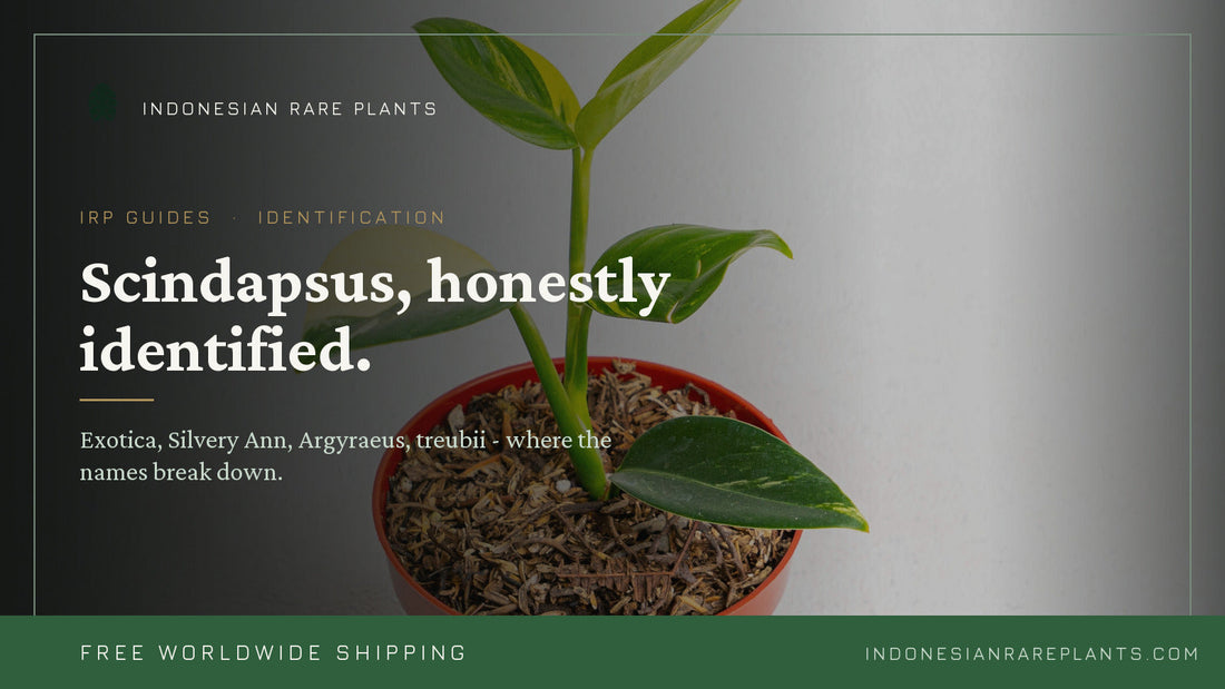 Scindapsus Varieties: An Honest Identification Guide