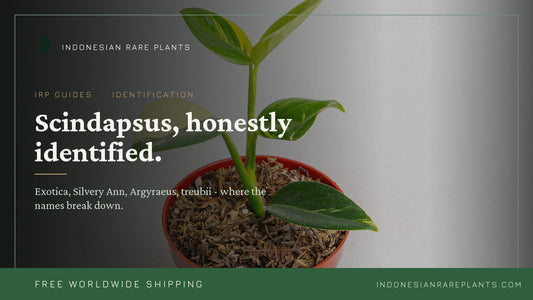 Scindapsus Varieties: An Honest Identification Guide