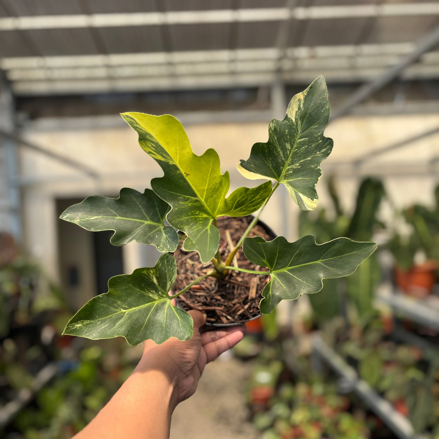 Thaumatophyllum Williamsii — rare Indonesian plant