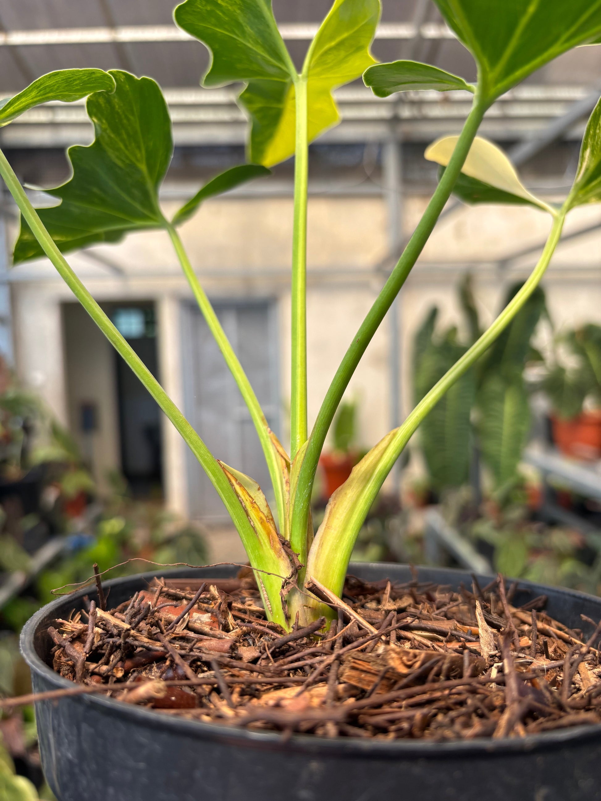 Thaumatophyllum Williamsii — photo 4