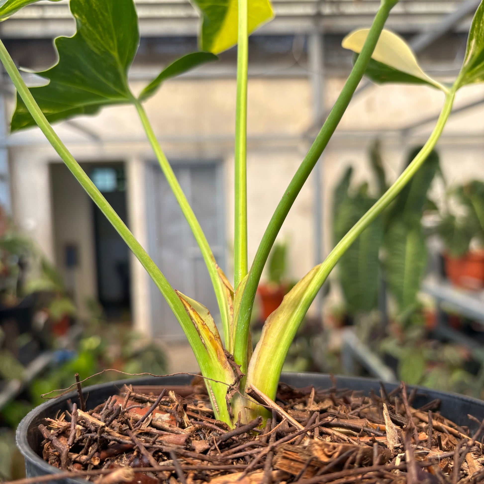 Thaumatophyllum Williamsii — photo 5