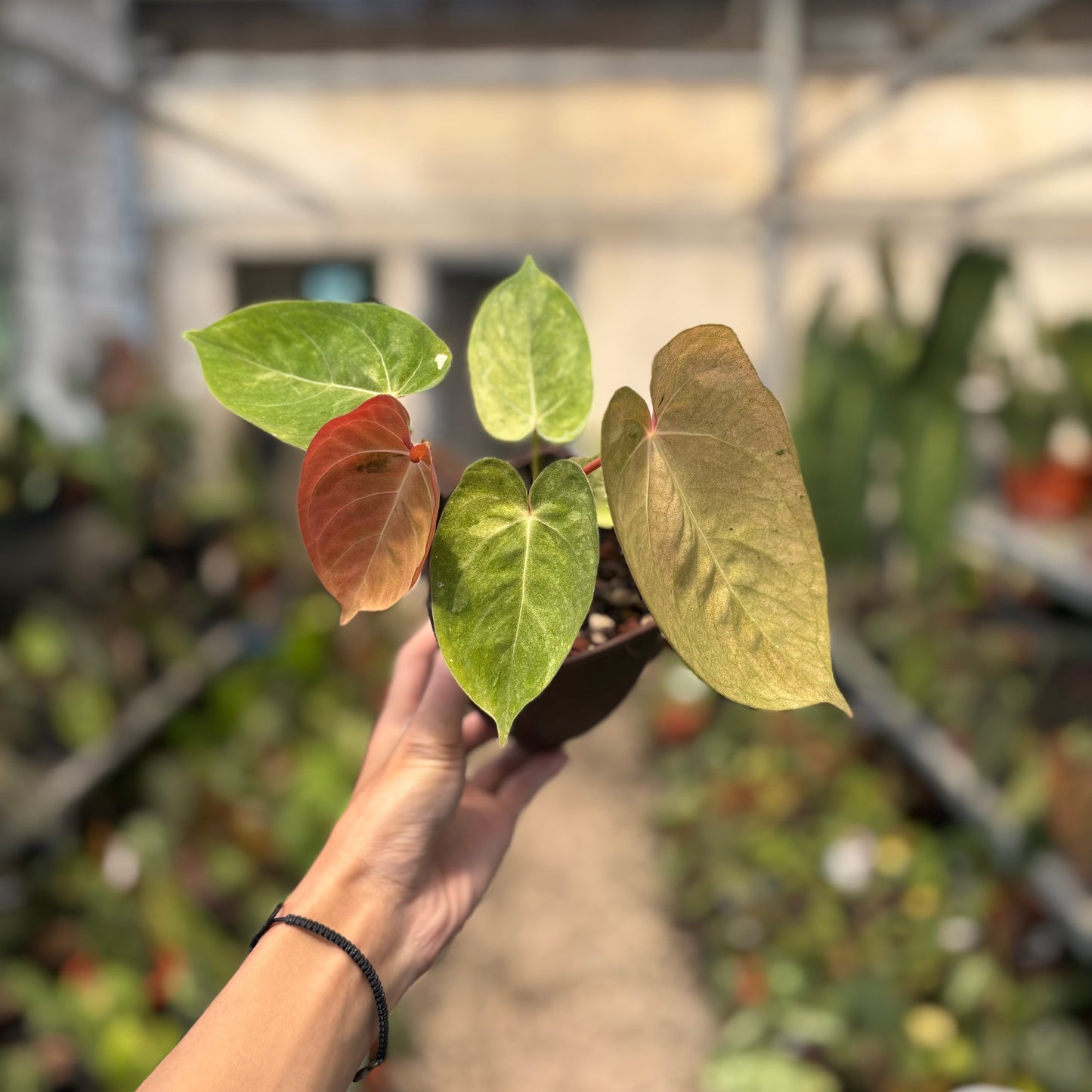 Anthurium Papillilaminum Pink Mint Variegated — rare Indonesian plant