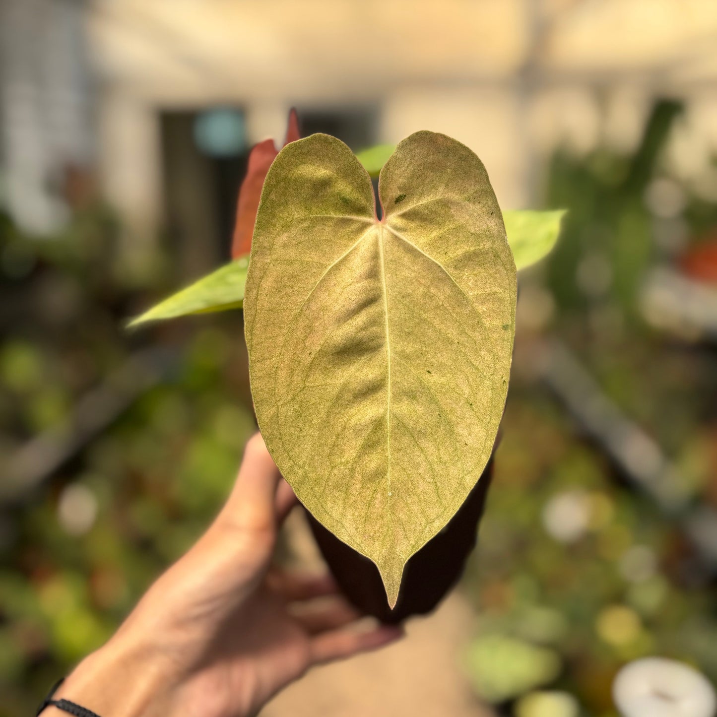 Anthurium Papillilaminum Pink Mint Variegated — photo 2