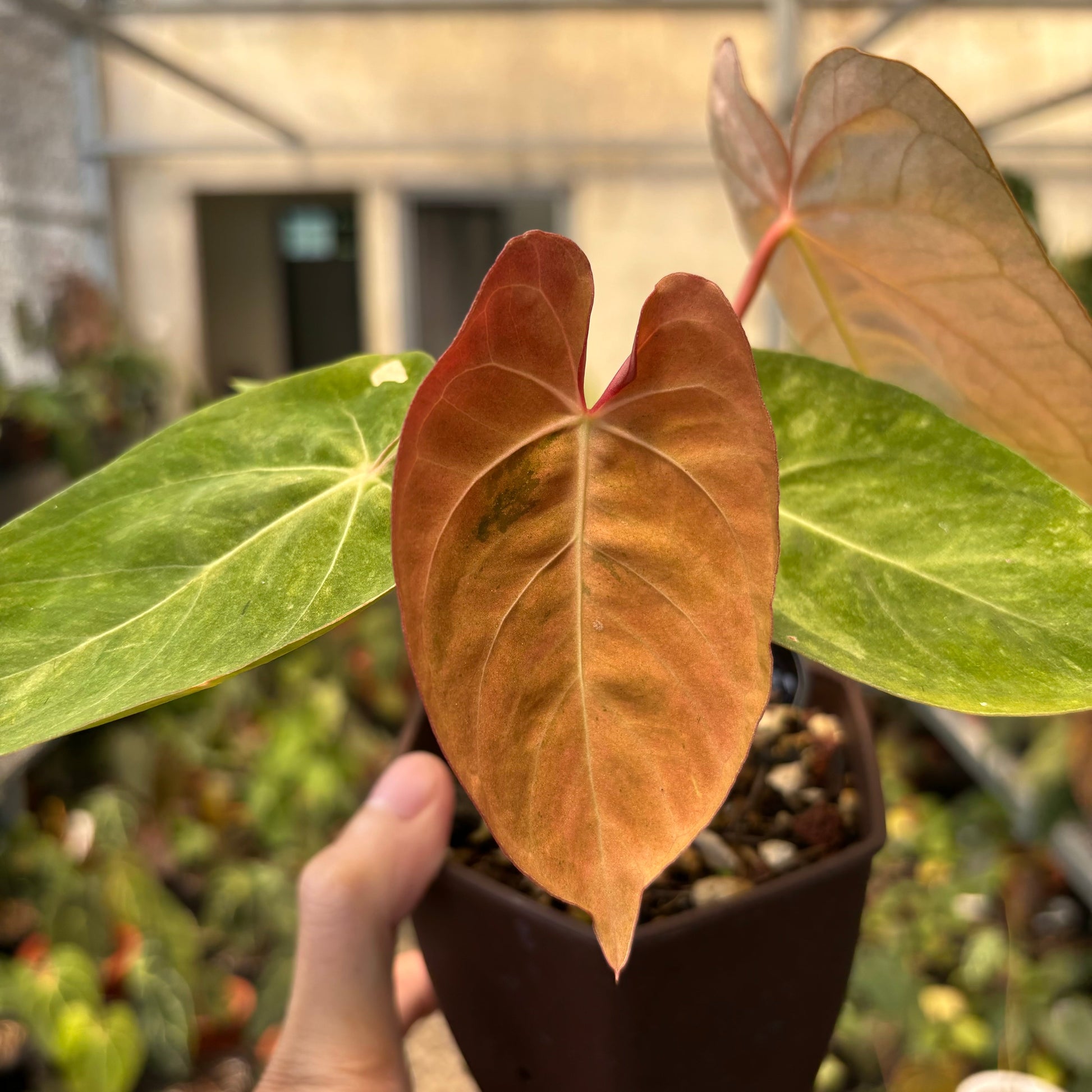 Anthurium Papillilaminum Pink Mint Variegated — photo 3