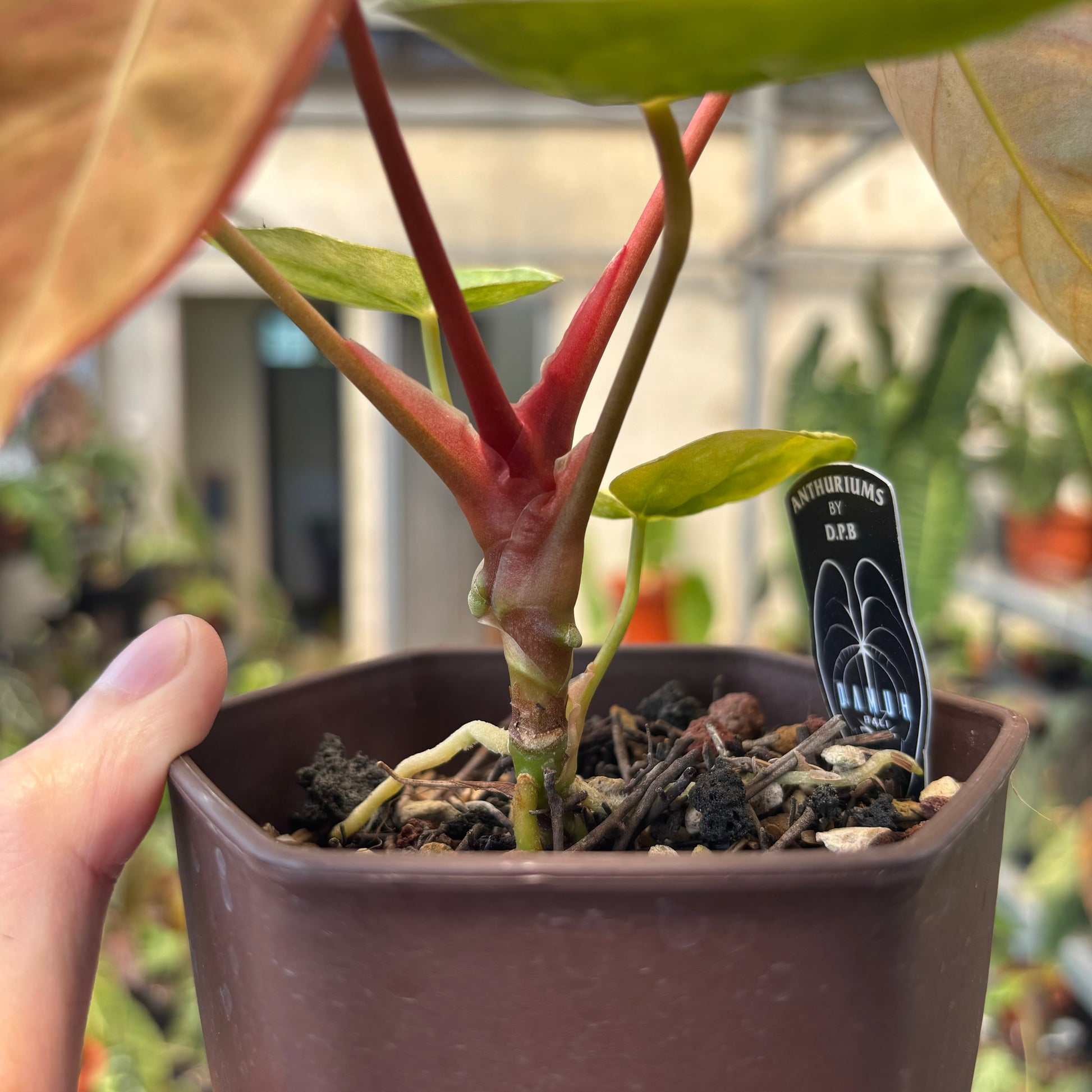 Anthurium Papillilaminum Pink Mint Variegated — photo 4