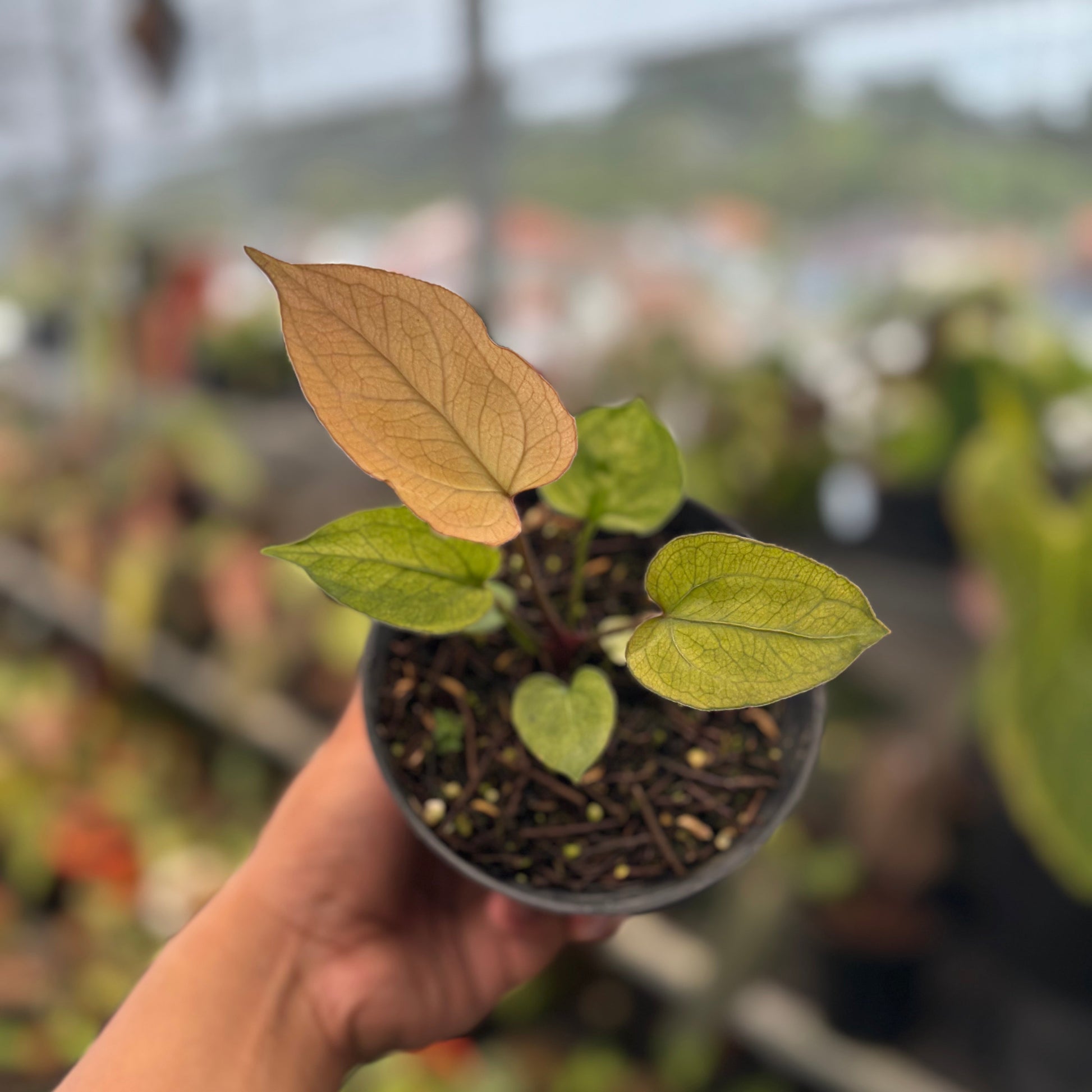 Anthurium Papillilaminum Variegated Mint x BVIT - Indonesian Rare Plants