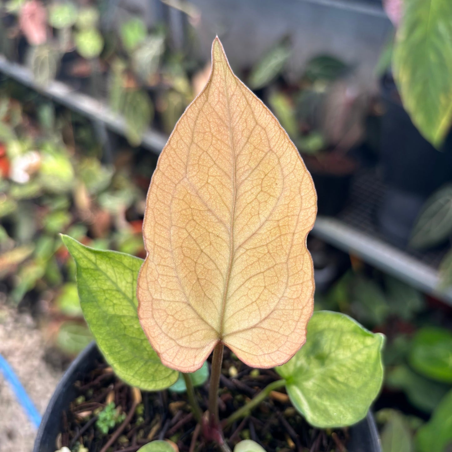 Anthurium Papillilaminum Variegated Mint x BVIT