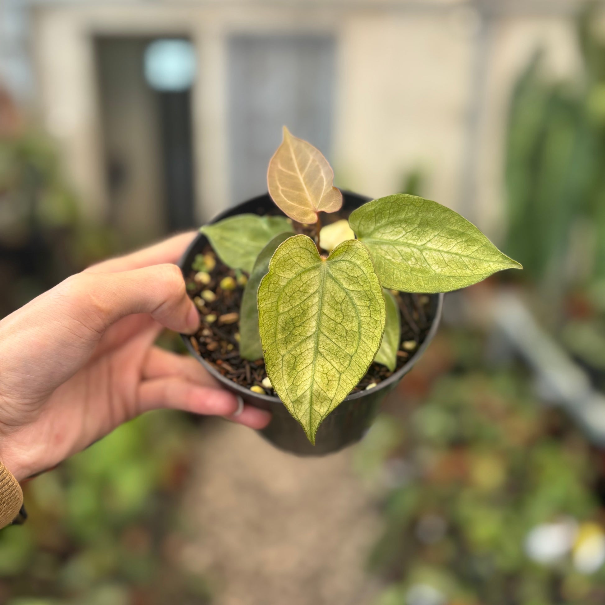 Anthurium Papillilaminum Mint Variegated — photo 2