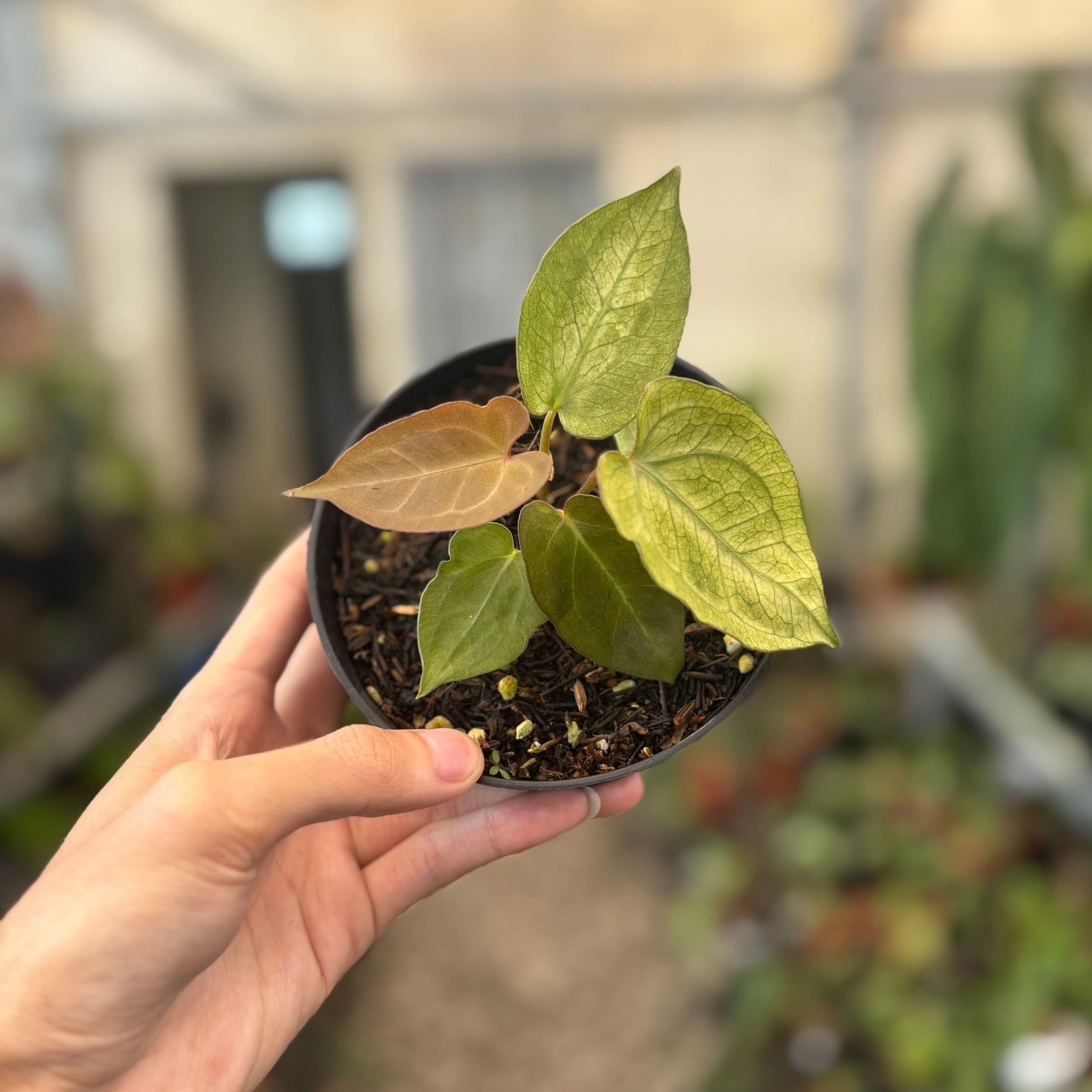 Anthurium Papillilaminum Mint Variegated — photo 3