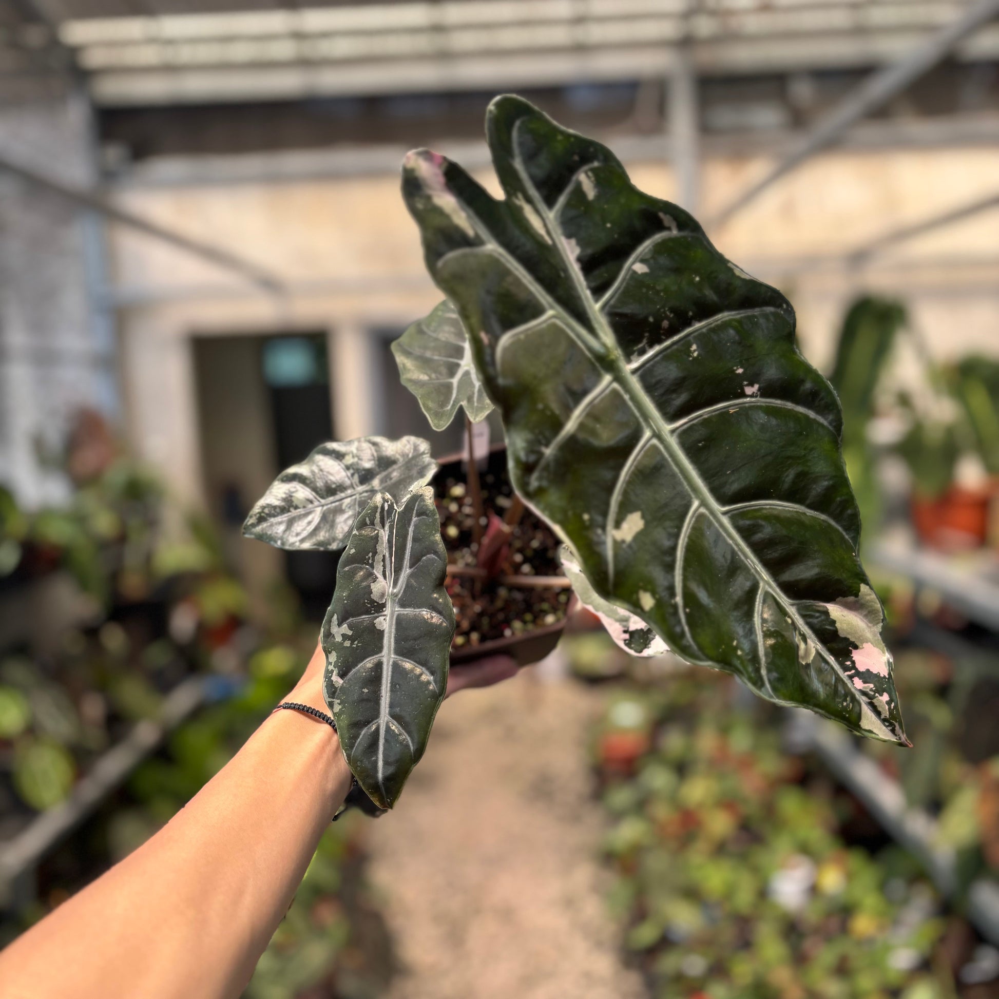 Alocasia Chantrieri Pink Variegated — rare Indonesian plant