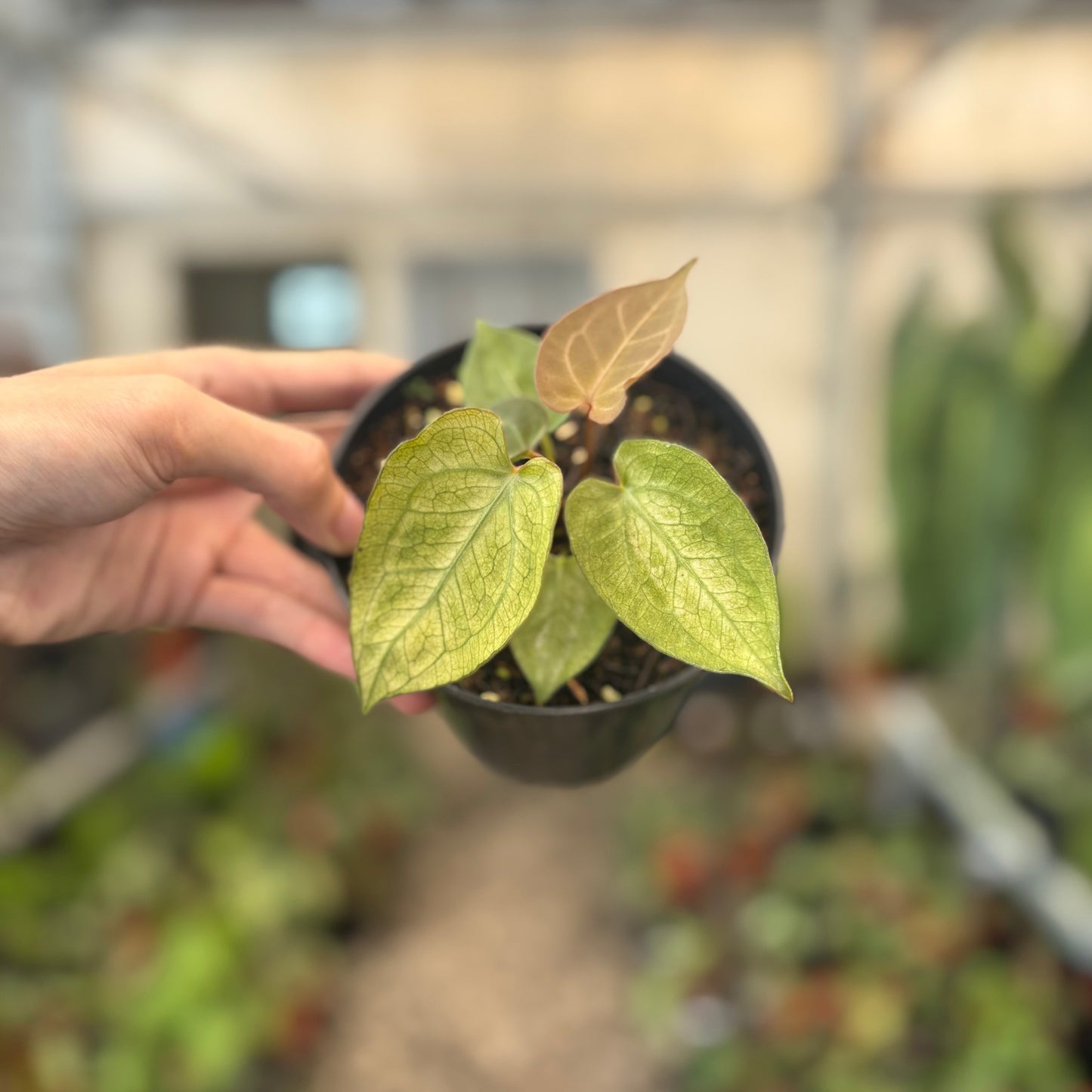 Anthurium Papillilaminum Mint Variegated — photo 4