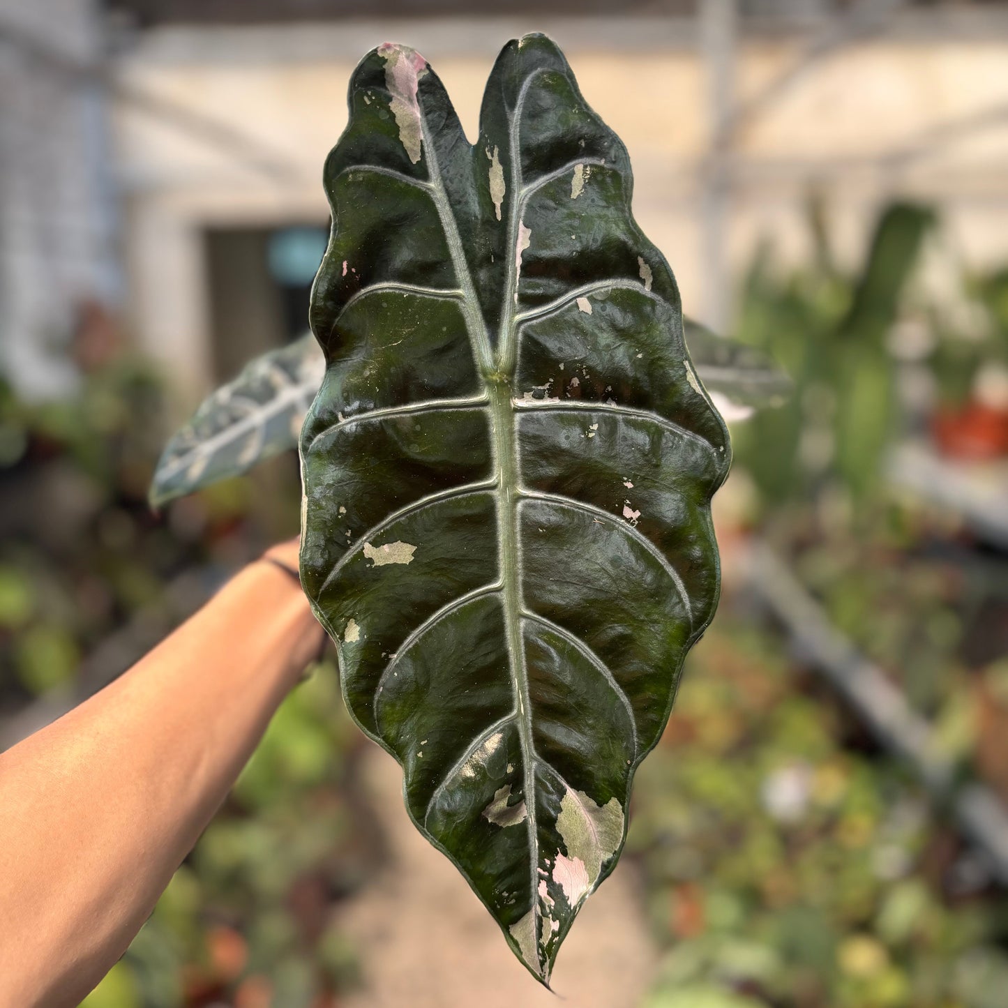 Alocasia Chantrieri Pink Variegated — photo 2