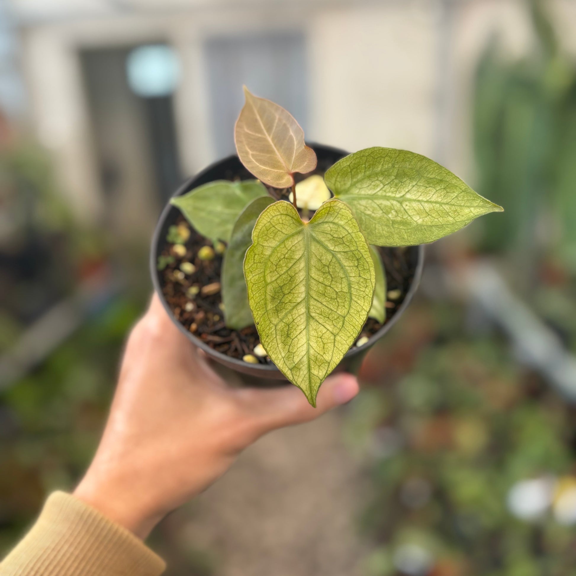 Anthurium Papillilaminum Mint Variegated — rare Indonesian plant