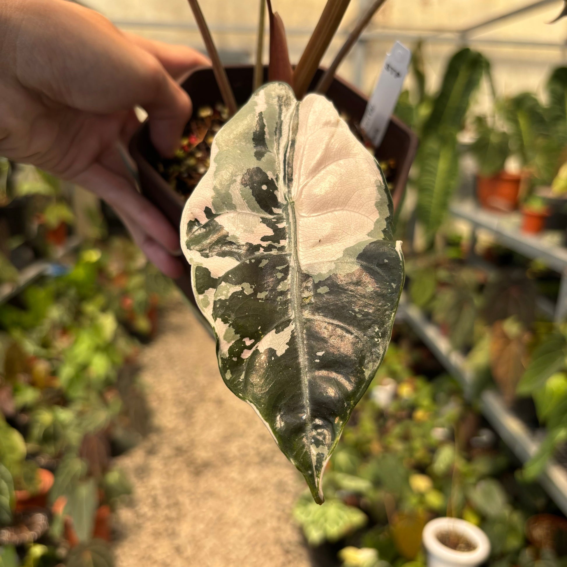 Alocasia Chantrieri Pink Variegated — photo 3