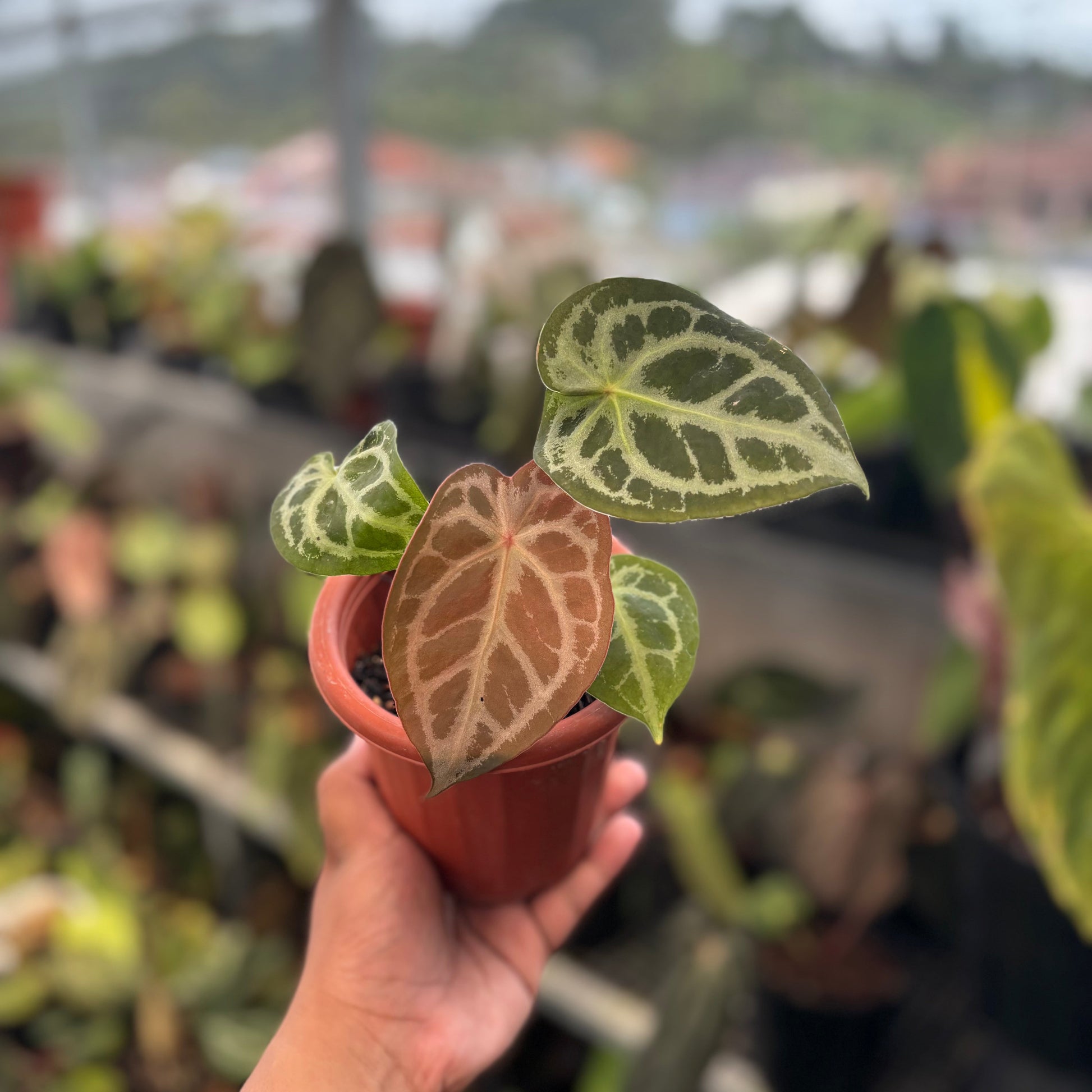 Anthurium Forgetii Silver - Indonesian Rare Plants