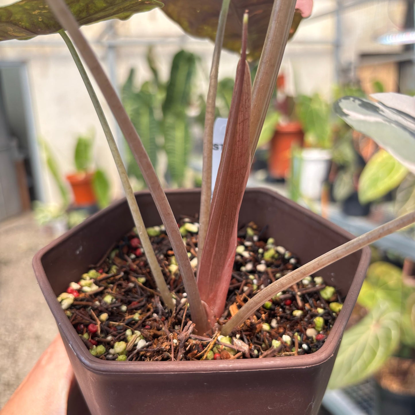 Alocasia Chantrieri Pink Variegated — photo 4