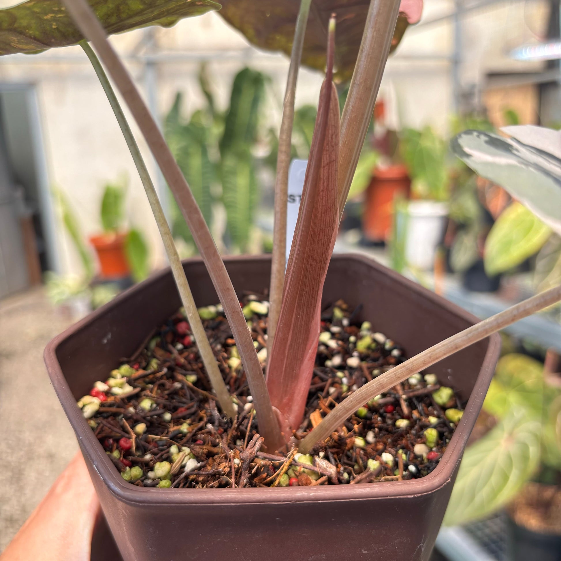 Alocasia Chantrieri Pink Variegated — photo 4