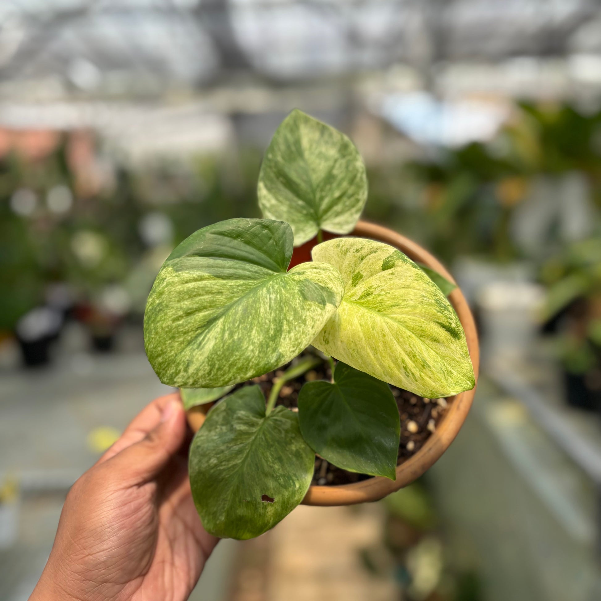 Homalomena Pendula Variegated — rare Indonesian plant