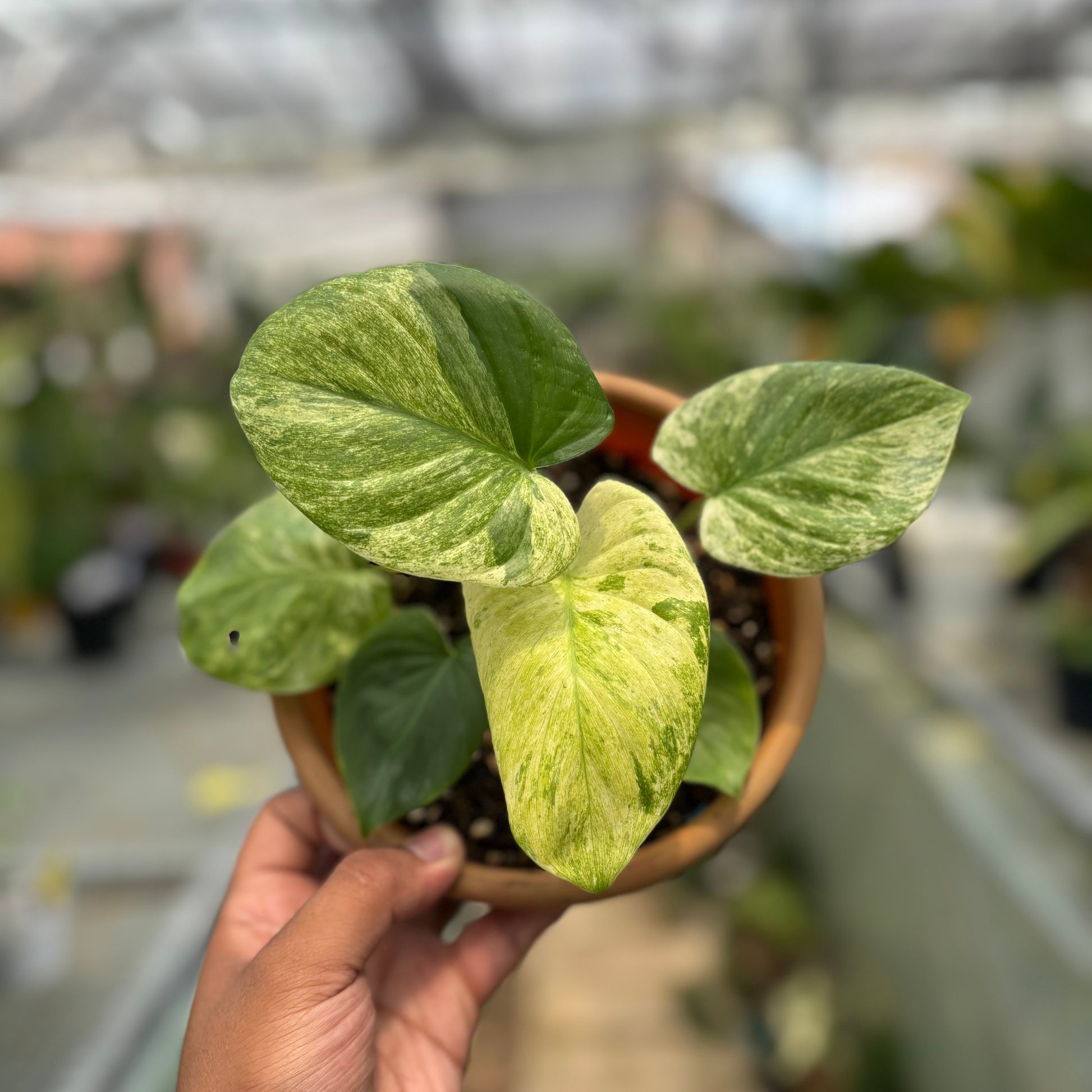 Homalomena Pendula Variegated — photo 2